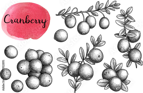 Cranberry sprig with berries and leaves. Isolated ink sketch. Hand-drawn vintage engraving illustration.