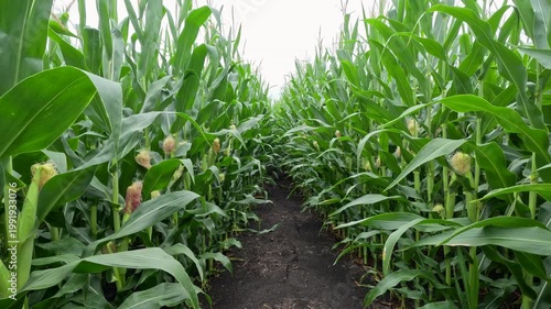 Low-angle POV tracking shot moving through tall corn rows and developing cobs. Camera glides over damp soil in slow motion. Captured mid-July in the Midwest, USA.