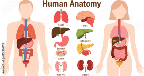 Human anatomy diagram showing internal organs and systems, labeled medical