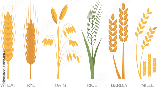 Wheat, rye, oats, rice, barley, and millet grains