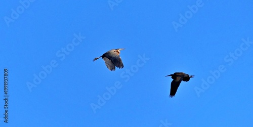 clean, clear blue sky, with elegant Purple Heron over lake prespa in macedonia