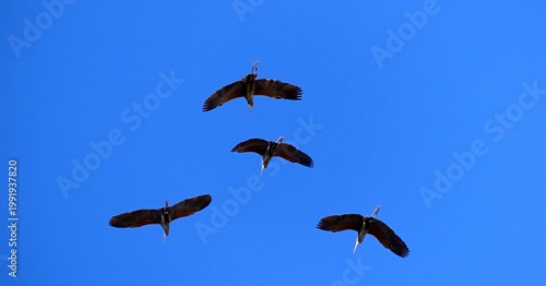clean, clear blue sky, with elegant Purple Heron over lake prespa in macedonia
