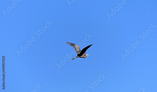 clean, clear blue sky, with elegant Purple Heron over lake prespa in macedonia