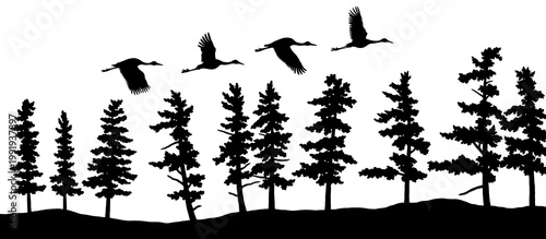 Black silhouette illustrations of cranes flying over pine trees isolated on a transparent background
