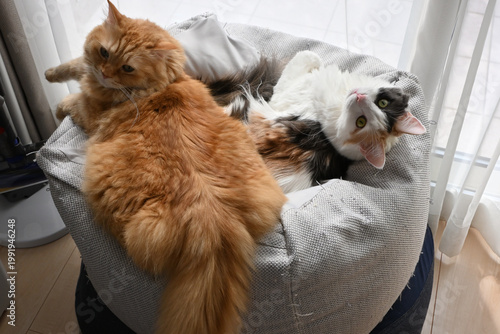 猫２匹が仲良くくっついてクッションのうえでくつろぐ（マンチカン、メインクーン）
