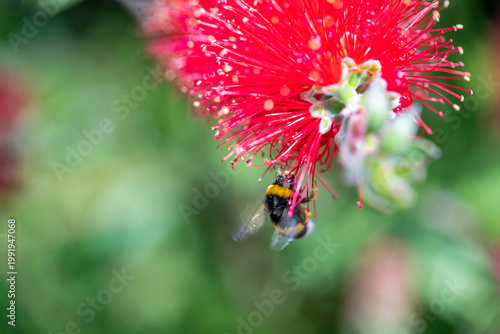 Bumblebee collecting pollen on red bottlebrush flower macro