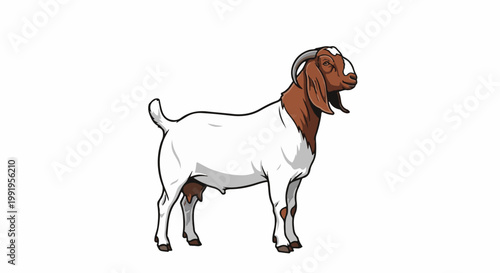 A brown and white goat stands on a white background