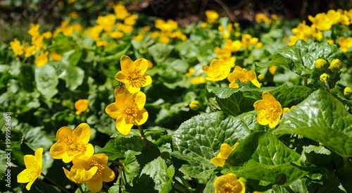 Group of Caltha palustris flowers with a small insect visiting the blooms, captured in a bright spring forest setting.