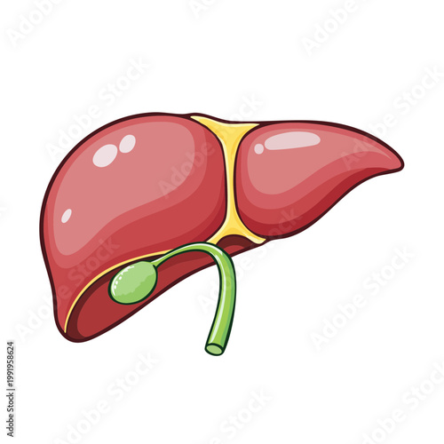 Illustration of a human liver organ with gallbladder and bile duct medical anatomy