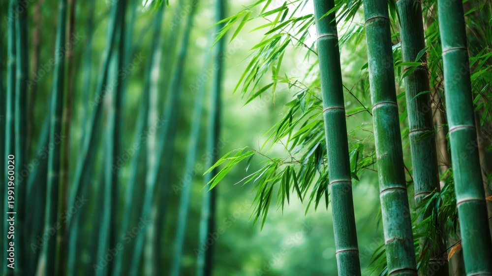 Fototapeta premium Bamboo forest stalks with green leaves. Fresh tropical plant stems in nature background. Calm zen environment for meditation and spa. Growth and asian organic wood botanical concept.