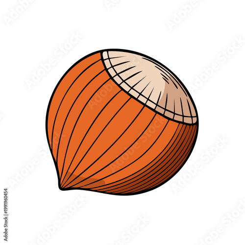 Vector illustration of a single hazelnut with lines indicating texture and shape.