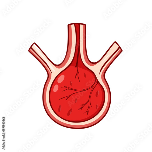 Cartoon illustration of a kidney bean with veins and tubes