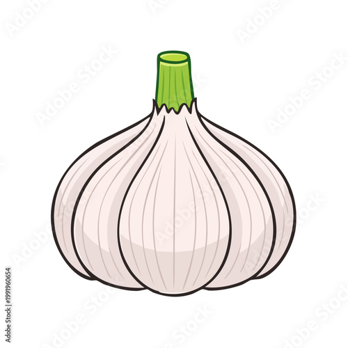 Fresh Garlic Bulb with Green Sprout Isolated on White Background Healthy Food Ingredient