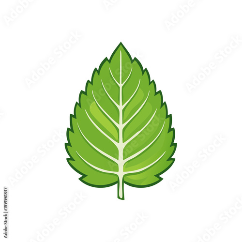 Fresh Green Mint Leaf Illustration with Veins and Serrated Edges