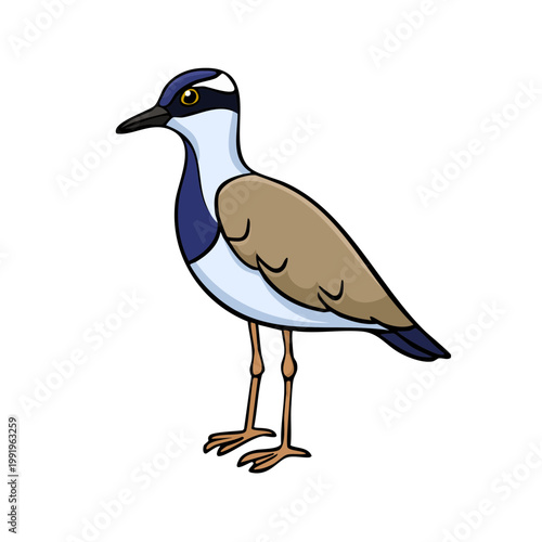Colorful Cartoon Plover Bird Standing Still with Blue Black White and Brown Plumage