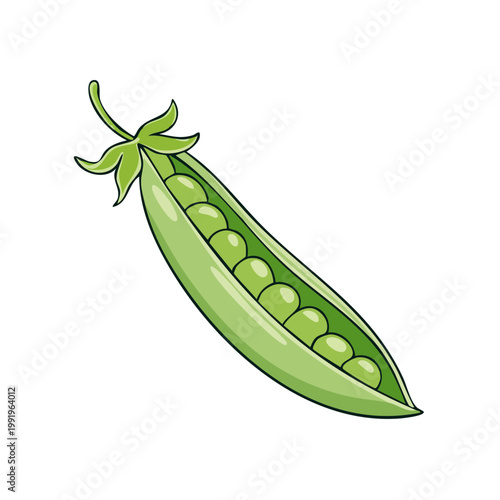 Illustration of a single green pea pod with many round green peas inside opened to reveal contents