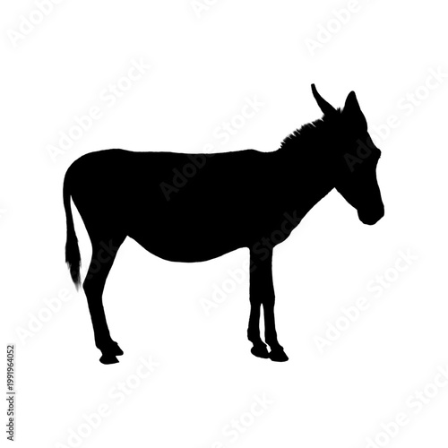 Silhouette of Donkey on white background.