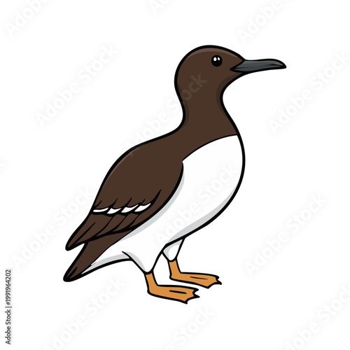 Illustration of a Guillemot bird standing with its head turned to the side