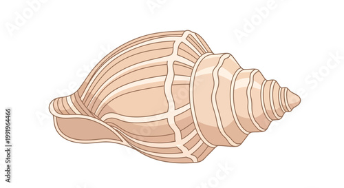 Illustration of a detailed spiral shaped seashell with textured ridges