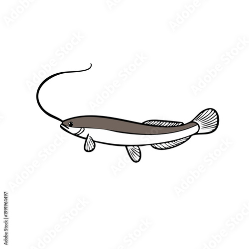 Illustration of a catfish with a long whisker and tail fin