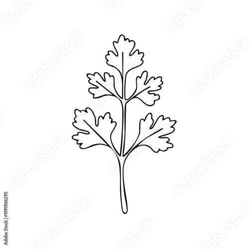 Hand Drawn Line Art of a Cilantro Leafy Sprig Fresh Herb Illustration