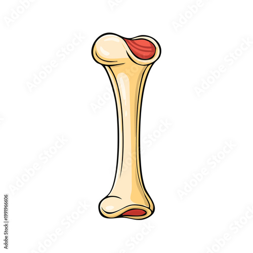 Illustration of a stylized, cartoon-like long bone, highlighting its internal structure and outer surface in warm, earthy tones with red accents.