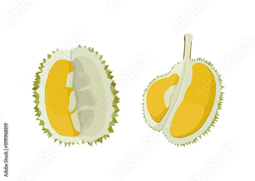 durian fruit colour yellow and ripe durian piece on white background illustration vector. 