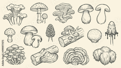 Vintage botanical illustration of diverse edible and wild fungi species for mycological study and culinary education