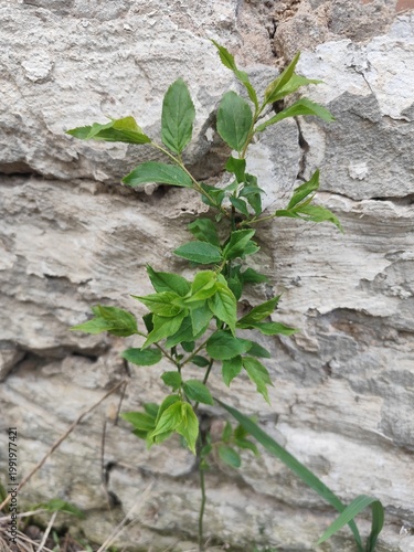 ivy on the wall