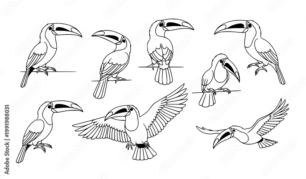 Fototapeta premium Stylized toucan line art vector collection with elegant tropical birds in different poses isolated on white