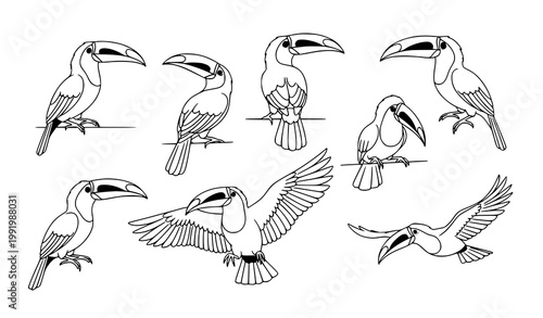 Stylized toucan line art vector collection with elegant tropical birds in different poses isolated on white