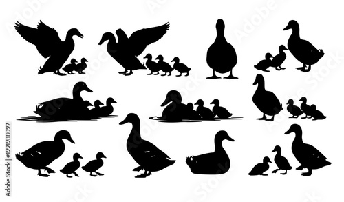 Black duck and duckling silhouette set with dynamic poses and farm bird family scenes isolated on white