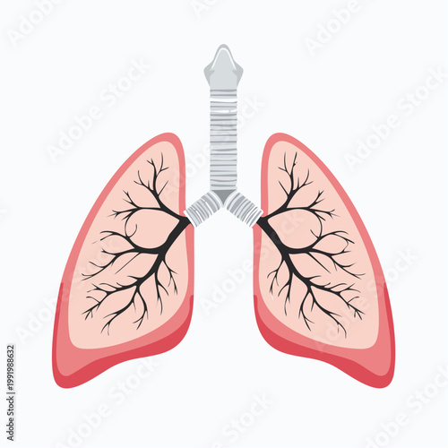 Human Lungs and Trachea Anatomy Illustration