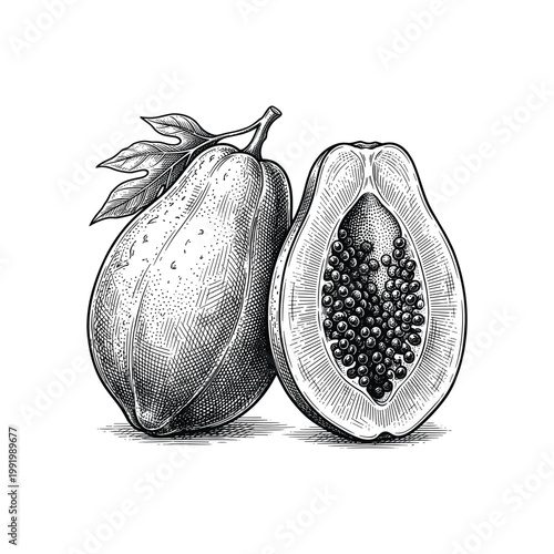 Detailed vintage illustration of papaya fruit with stem and leaves on transparent background.