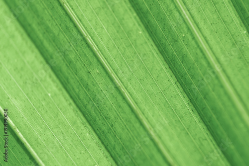 close up of green leaf texture