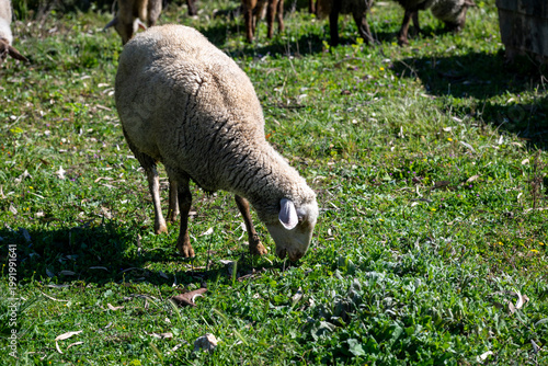 Bilde på lerret The Rouge du Roussillon is an endangered breed of sheep from southern France