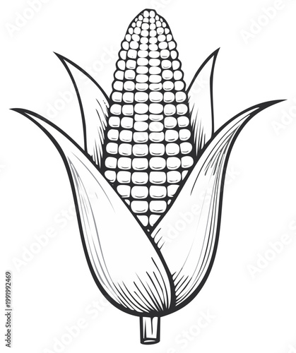 Ink drawing of a corn cob with leaves, food and agriculture