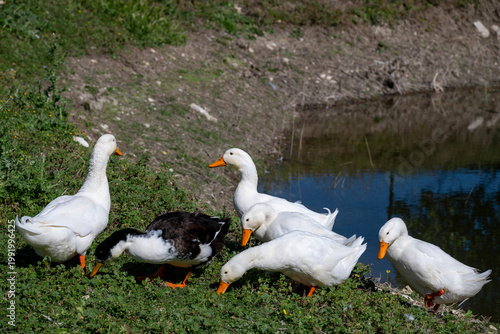 The Pekin or White Pekin is an American breed of domestic duck, raised primarily for meat. It derives from birds brought to the United States from China in the nineteenth century, and is now bred in m