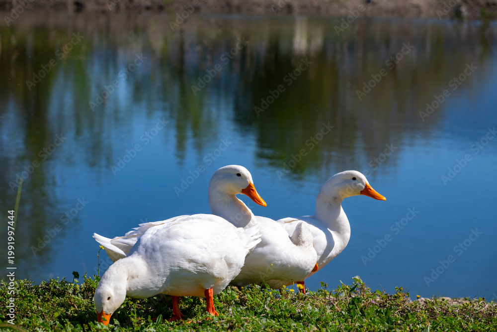 Fototapeta premium The Pekin or White Pekin is an American breed of domestic duck, raised primarily for meat. It derives from birds brought to the United States from China in the nineteenth century, and is now bred in m