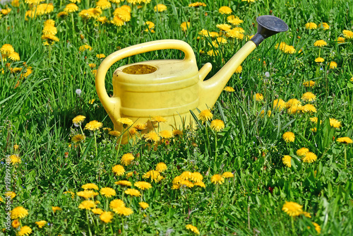 yellow watering can on a green meadow with dandelion flowers in