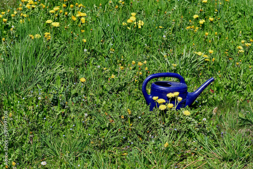 blue watering can on a green meadow with dandelion flowers in sp