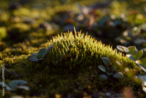 Cuadro en lienzo Close-up of vibrant green moss with delicate spore capsules, illuminated by earl