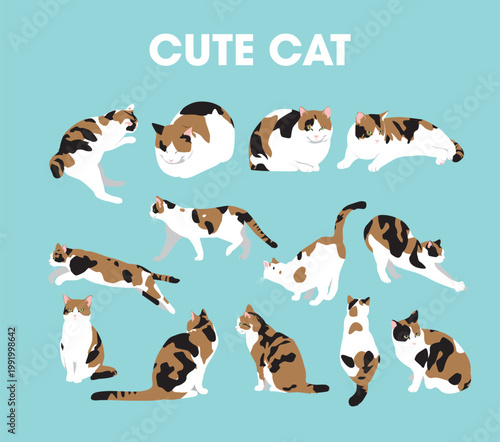 Expressions and Postures of a Cute Cat Collection