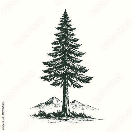 Classic engraving style vector illustration of a single evergreen pine tree for outdoor adventure nature conservation and landscape graphic design