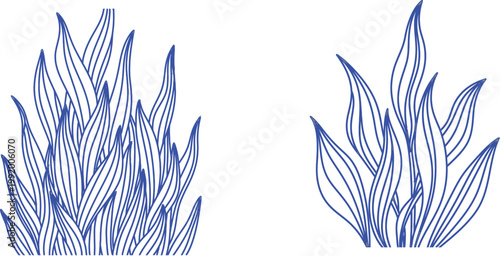 Blue seaweed two clusters on white background underwater