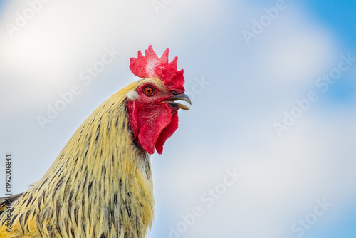 Close up portrait of rooster with bright red comb and detailed plumage on soft blurred background isolated natural image