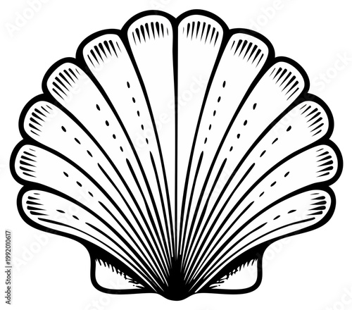 Elegant Black and White Scallop Seashell Illustration with Detailed Rays