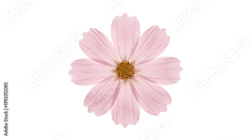 A single delicate pink cosmos flower with a detailed yellow center set against a pure white background showcasing natural beauty