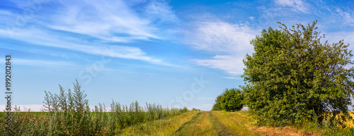 Rural dirt road between green fields and trees under blue sky with light clouds summer natural landscape with sense of space
