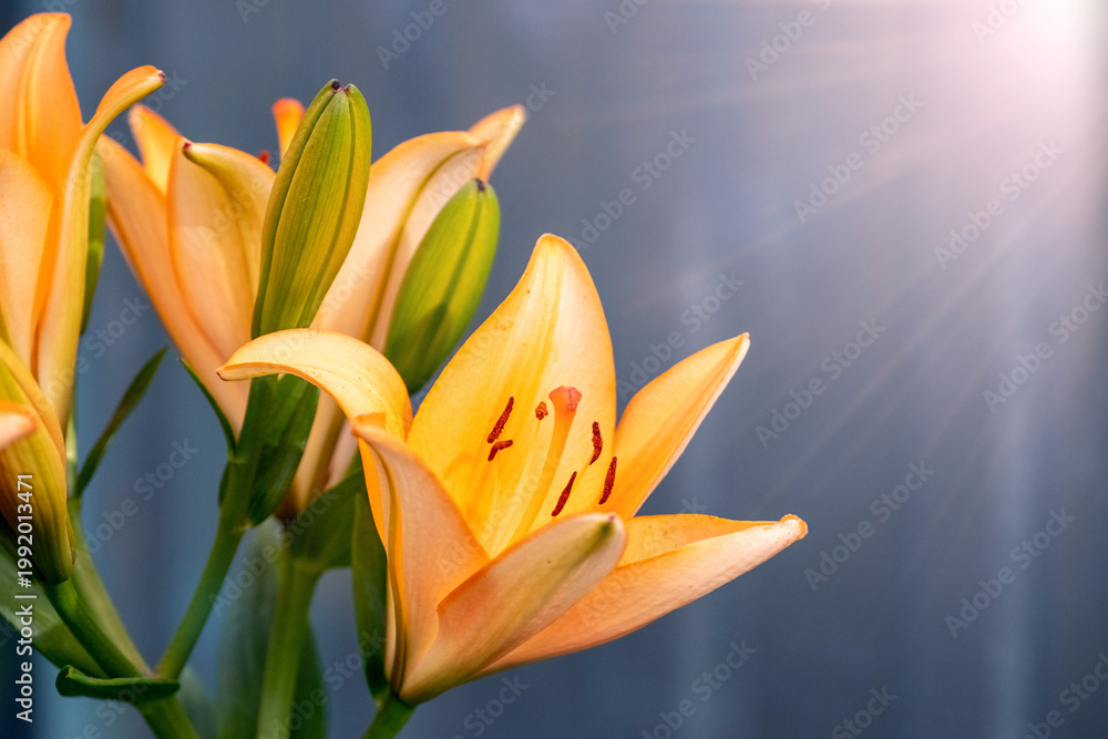 Obraz premium Delicate orange lily close up with buds and soft light rays on blurred background elegant natural floral composition